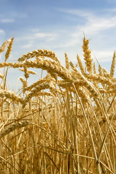 stock image Wheat crops