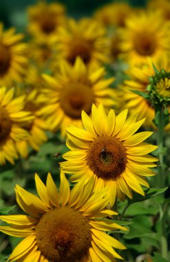 Field of sunflowers clipart