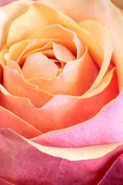 Pojedynczy pomarańczowy i różowy róża — Zdjęcie stockowe