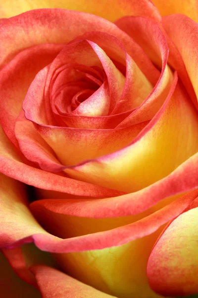 Één rood en geel rose — Stockfoto