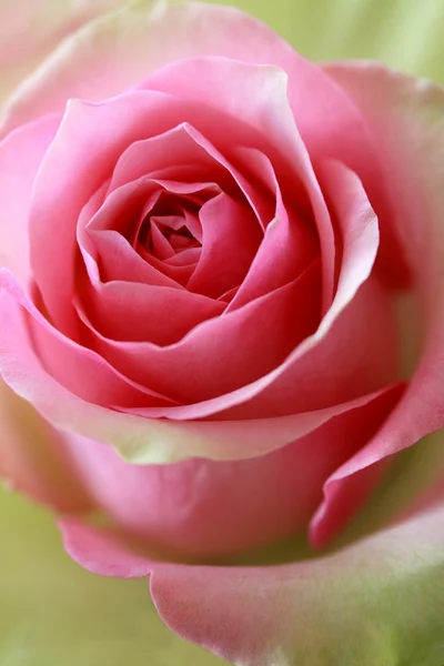 Розовая и зеленая роза — стоковое фото