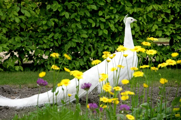 Beyaz tavus kuşu — Stok fotoğraf