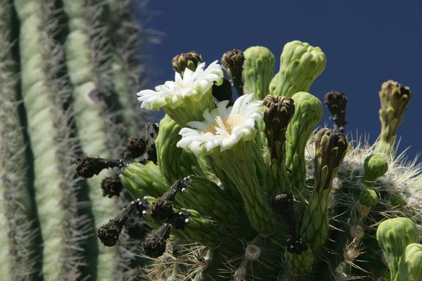 saguaro kaktüsü çiçek