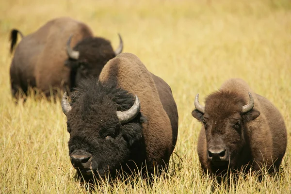 Amantes de bisões juntos — Fotografia de Stock