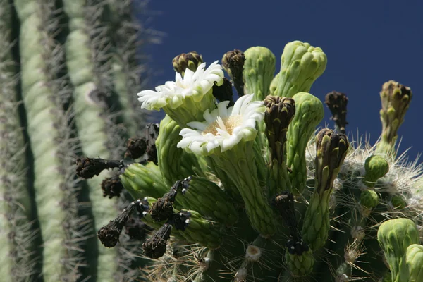 Saguaro-Kaktus in voller Blüte lizenzfreie Stockfotos