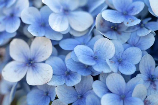 Modré květy Stock Fotografie