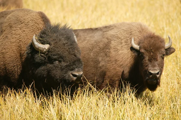 Amanti del bisonte Foto Stock Royalty Free