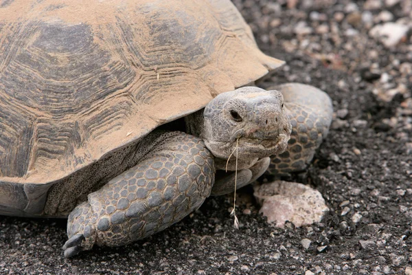 Stock image Turtle Power