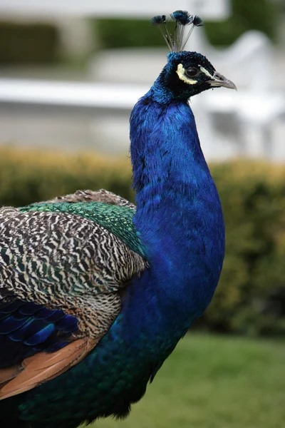 Mooie peacock Rechtenvrije Stockfoto's