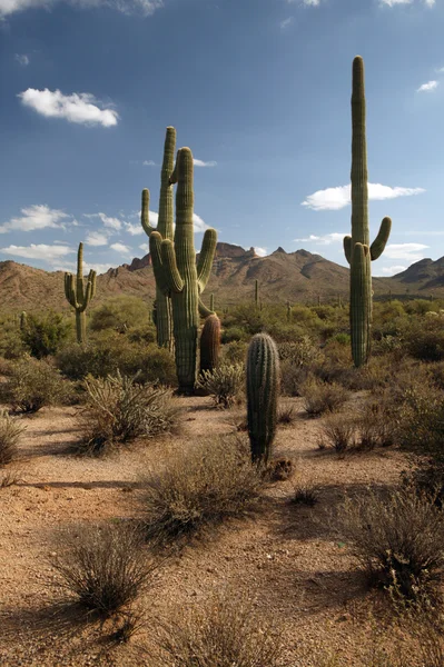 Camino del Desierto —  Fotos de Stock