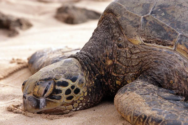 Hawaiian sköldpadda — Stockfoto