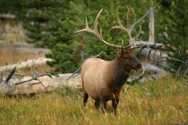 Bull Elk in Yellowstone clipart