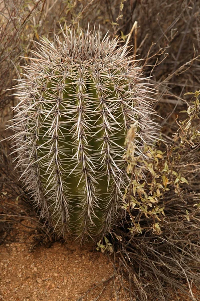 Barrel cactus — Zdjęcie stockowe
