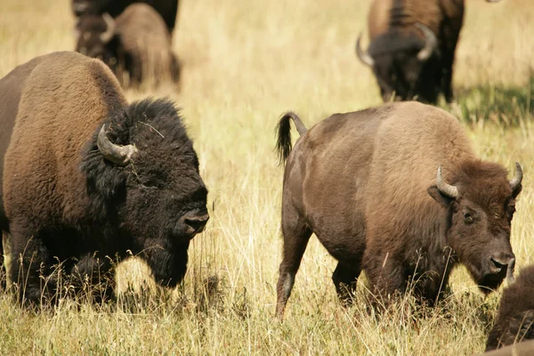 Los amantes de la pelea de Bison — Foto de Stock