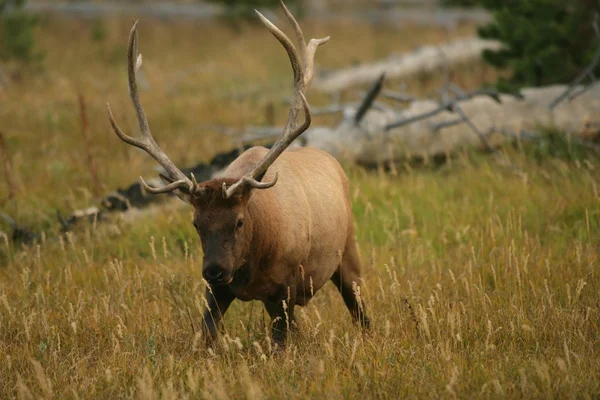 Elk in Ready Position — Stock Photo, Image