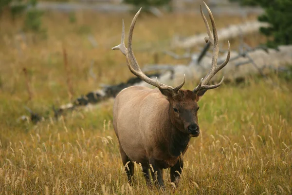 Male Elk of Yellowstone — Stock Photo, Image