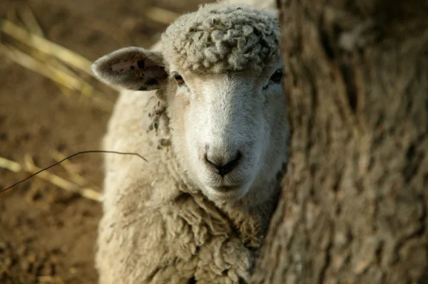 Peekaboo Sheep — Stock Photo, Image