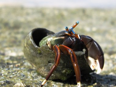 Brave Hermit Crab clipart