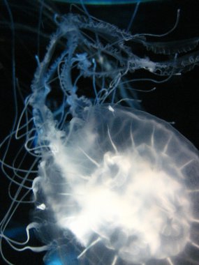 zarif jellyfish