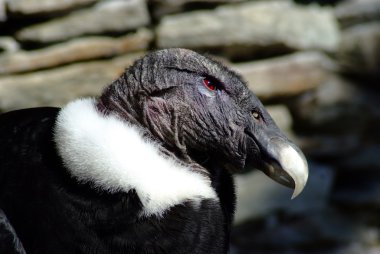 Condor kadın