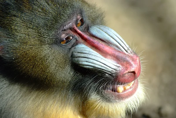 Rabbia scimmia faccia — Foto Stock