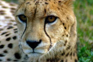 Gepard