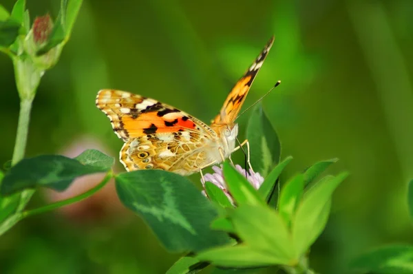 stock image Butterfly