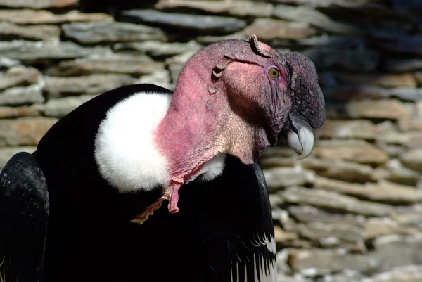 Amerikanska condor man Stockbild