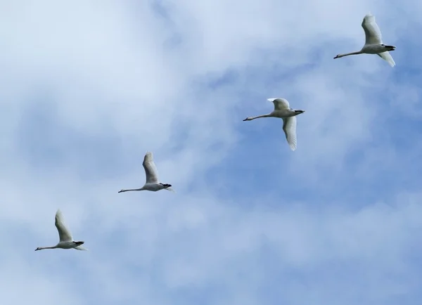 stock image Swans fly