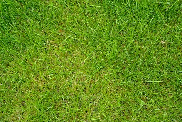 Tassazione dell'erba — Foto Stock