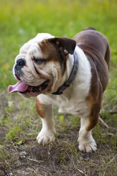 İngilizce Bulldog