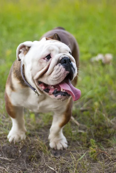 stock image English bulldog