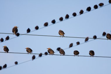 Bird on a wire clipart