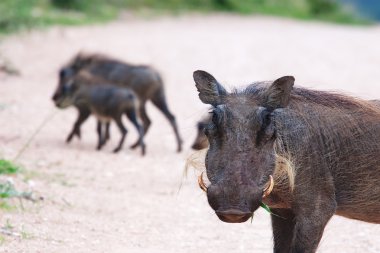 Warthogs clipart