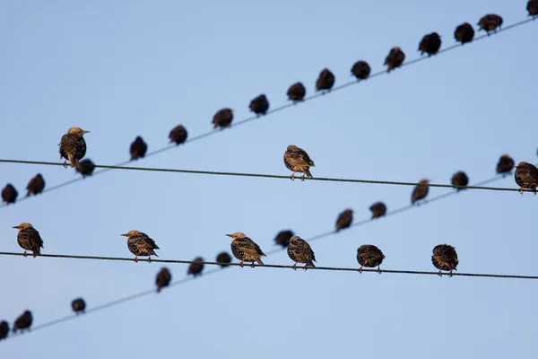 Pták na drátě — Stock fotografie