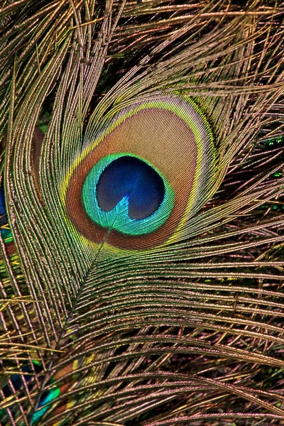 stock image Peacock feather