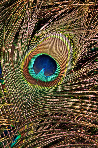 Peacock feather