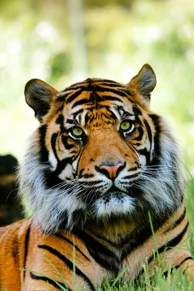 Тигр Стоковая Картинка