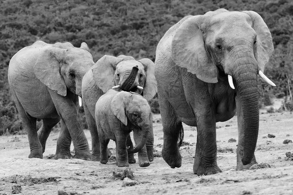 Mandria di elefanti Fotografia Stock