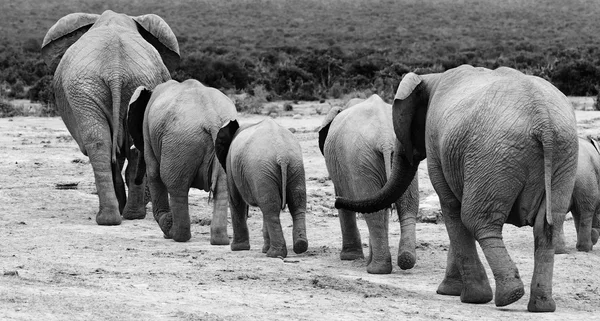 Mandria di elefanti Foto Stock Royalty Free