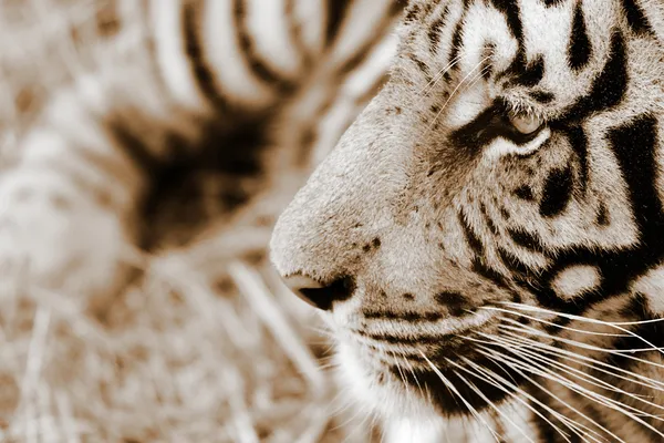 Tiger Stockbild