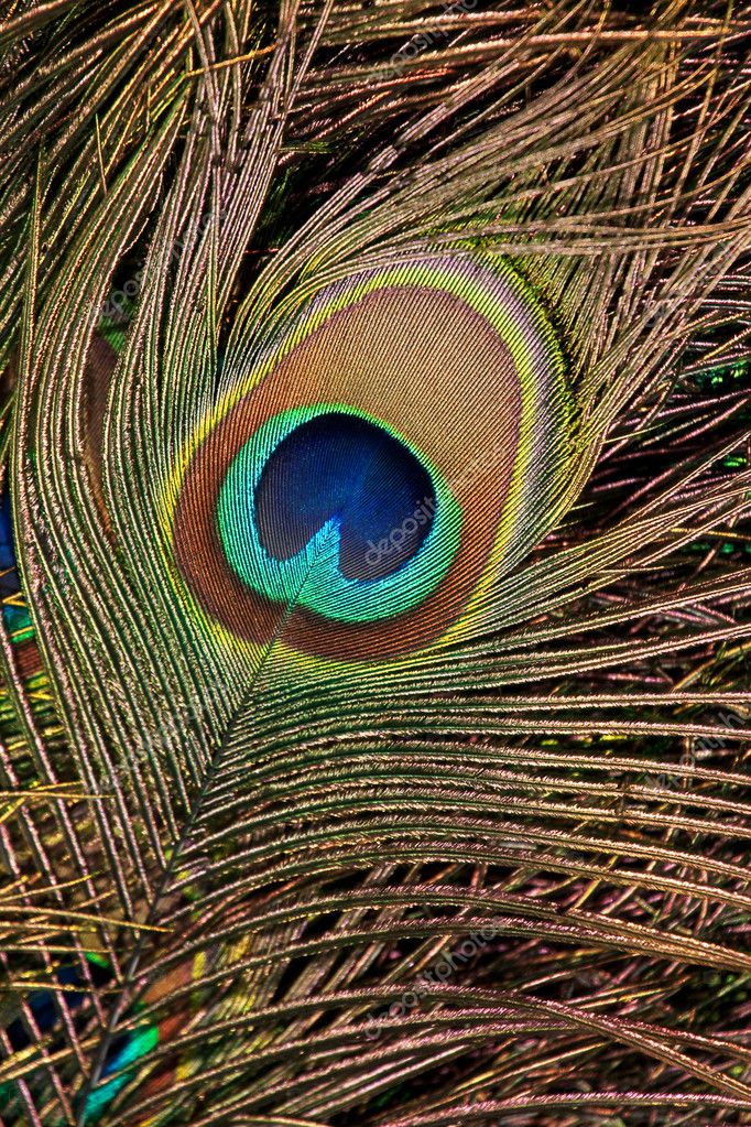 Peacock feather Stock Photo by ©holstphoto 3043210