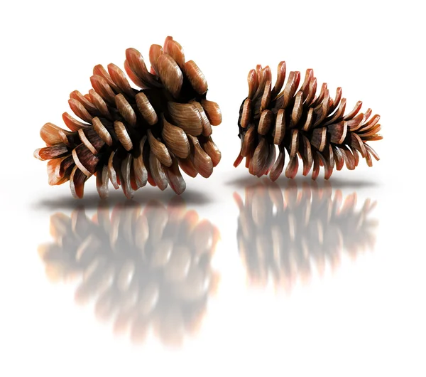 Pine-cones — Stock fotografie