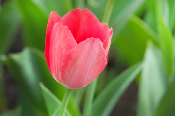 stock image Red tulip