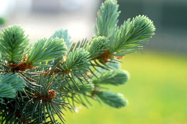 Branch ate with long pine — Stock Photo, Image