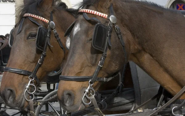 stock image Two Harnessed Horses