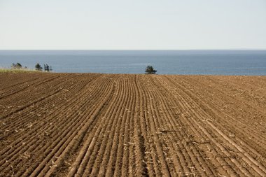 Tilled field by the ocean clipart