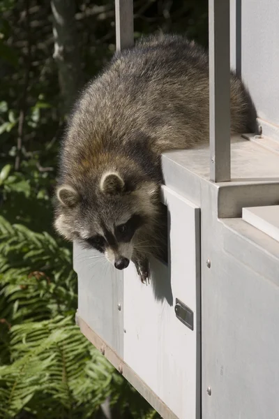 stock image Raccoon