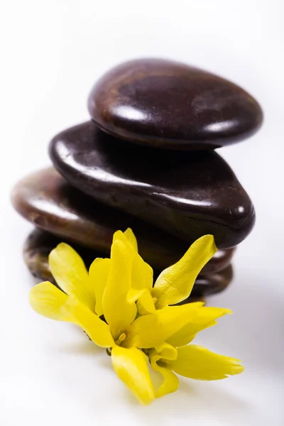 Wellnessbehandlung - Steine und Blume — Stockfoto