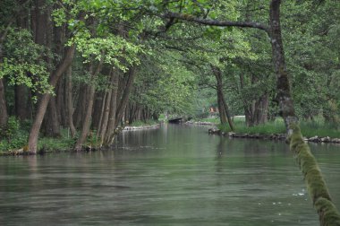 Bataklık